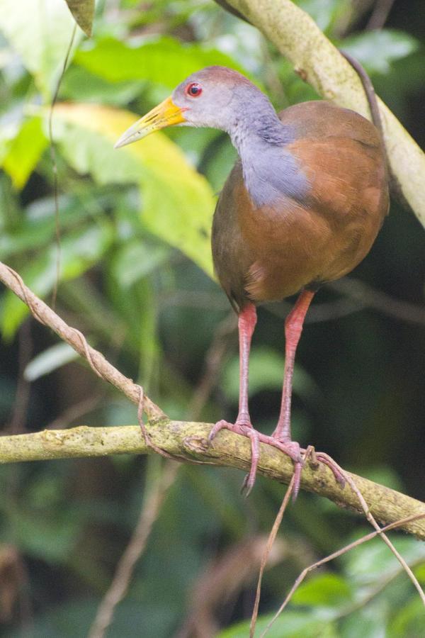 Cacao Lodge And Tours La Fortuna Екстер'єр фото